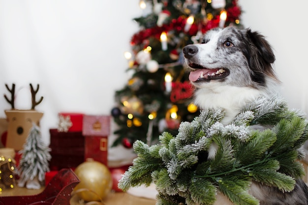 Chiot chien couvert d'une guirlande avet célébrant les vacances sous les lumières de l'arbre de Noël.