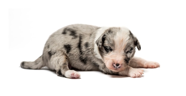 Chiot chien croisé isolé sur blanc