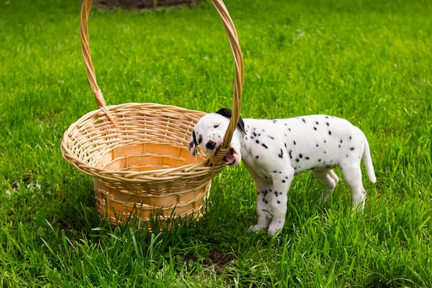 chiot chien doux dans un pré vert avec espace de copie. chiot Dalmatiens