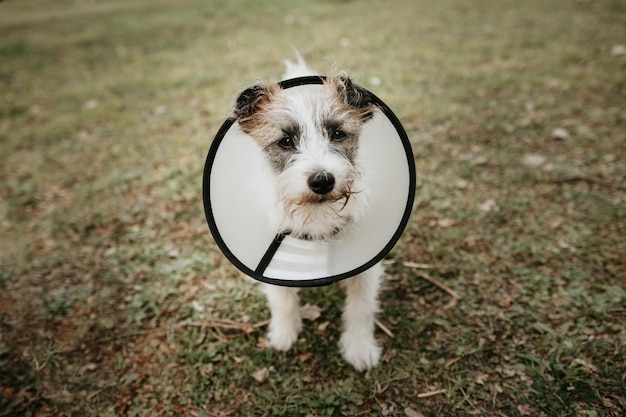 Chiot chien Jack Russell portant un cône de protection