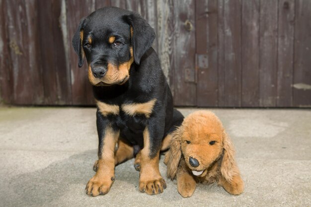 Photo un chiot avec un chien jouet sur le sol.