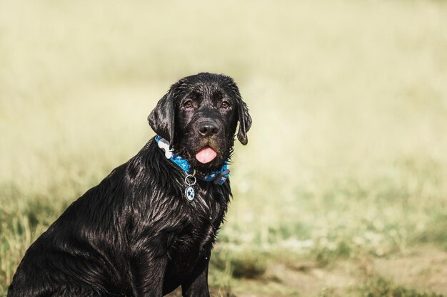 Chiot chien labrador noir