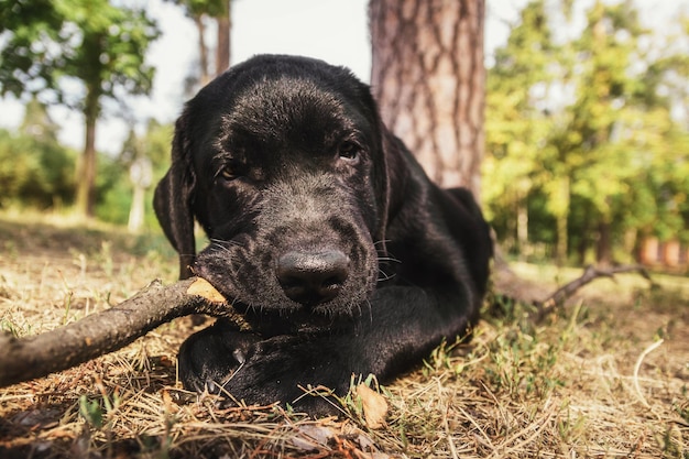 Chiot chien labrador noir