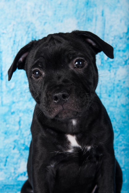 Chiot chien noir mâle American Staffordshire Bull Terrier sur fond bleu