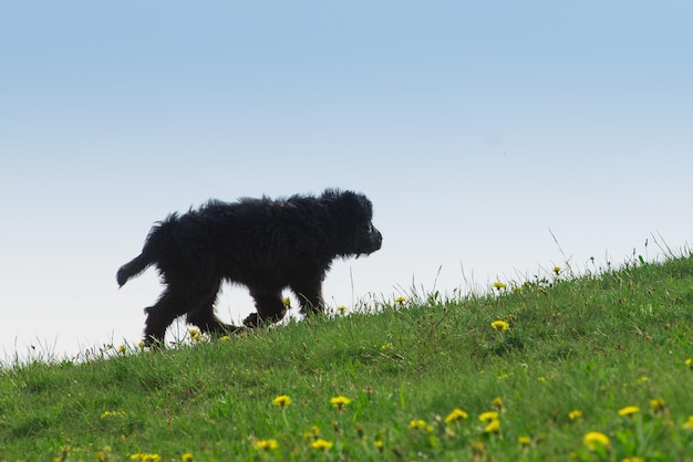 Chiot chien noir