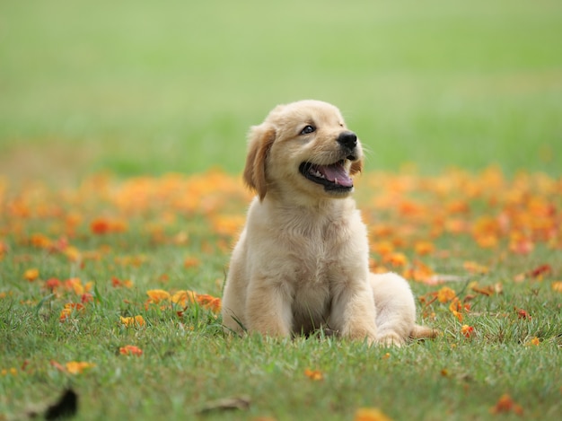 chiot chien sur le parc