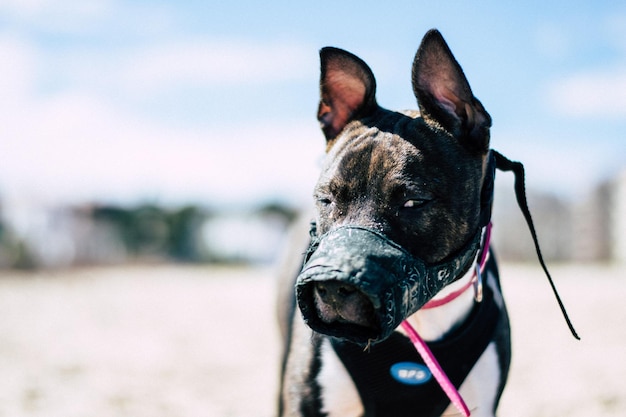 Chiot chien pitbull sur la plage jouant