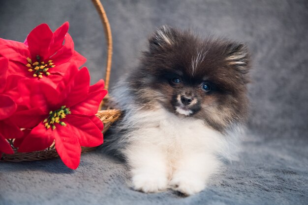 Chiot chien Pomeranian Spitz et fleur rouge, carte de Noël ou fond pour le nouvel an