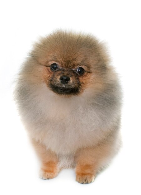 Chiot Chien Pomeranian