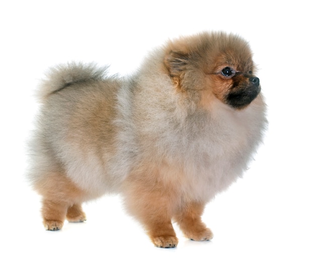 chiot chien pomeranian