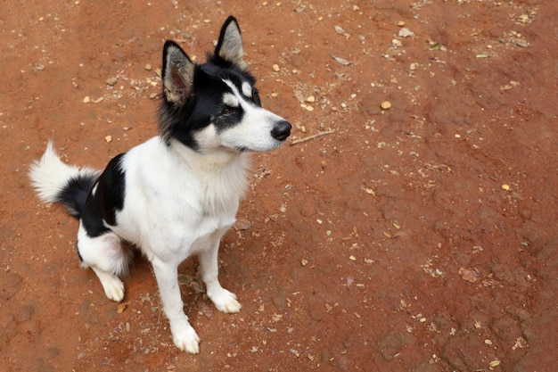 Chiot chien s'asseoir dans le jardin en Thaïlande