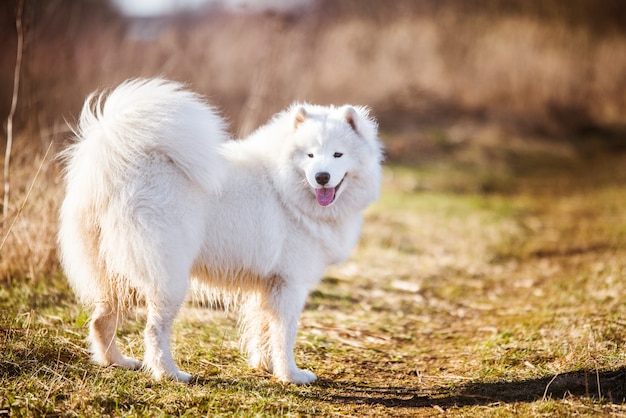 Chiot chien Samoyède moelleux blanc marche à l'extérieur