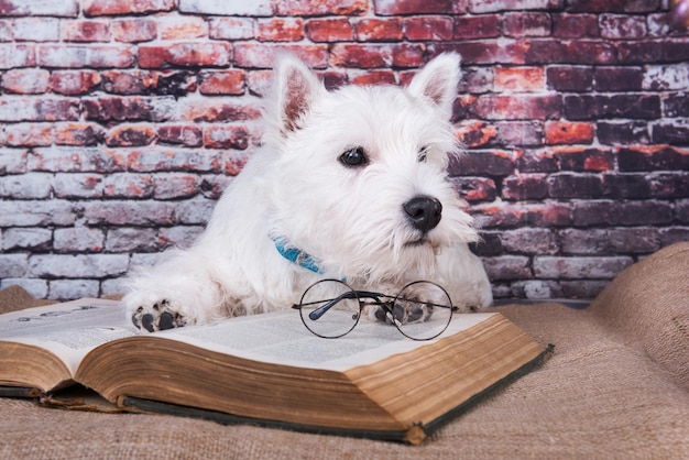 Photo chiot de chien terrier blanc des highlands de l'ouest avec un livre sur le fond du mur de brique