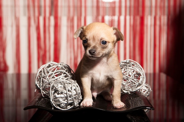 Un chiot chihuahua de 1 mois sur une scène rouge et des boules de nid décoratives