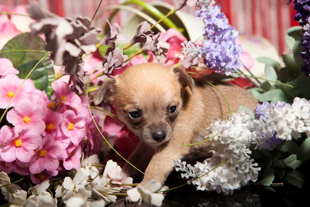 Chiot chihuahua de 1 mois