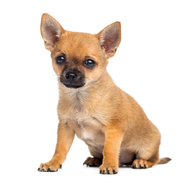 Chiot Chihuahua assis isolé sur blanc