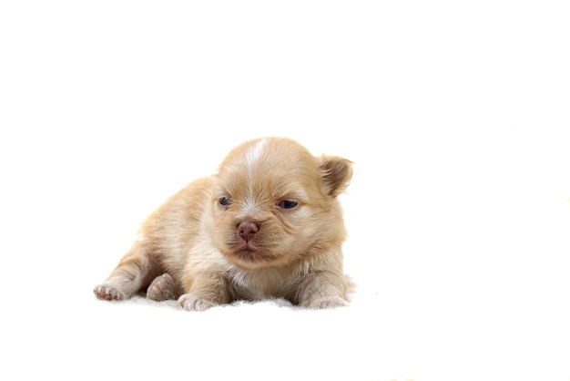 Chiot Chihuahua sur blanc