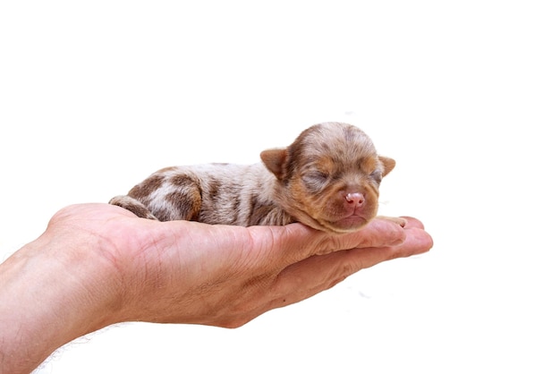 Chiot Chihuahua sur blanc