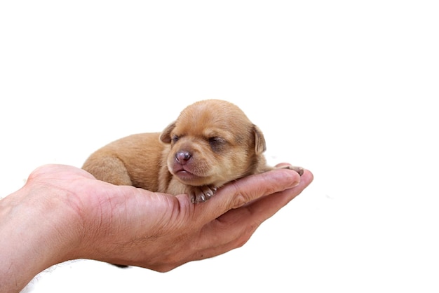 Chiot Chihuahua sur blanc