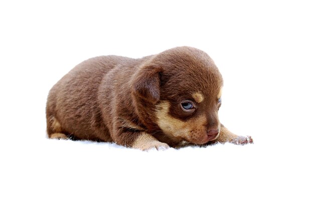 Chiot Chihuahua sur blanc