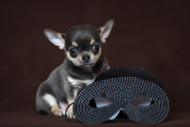 Chiot Chihuahua bleu avec un masque de carnaval. Mardi Gras.