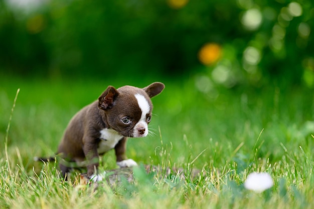 Chiot Chihuahua Brun Penché Vers L'avant Reniflant L'herbe Verte Câlin Petit Chiot Arrière-Plan Flou