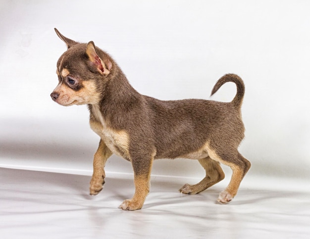 Chiot Chihuahua chocolat et blanc 8 semaines debout devant un fond blanc