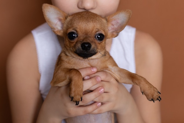 chiot chihuahua dans les mains