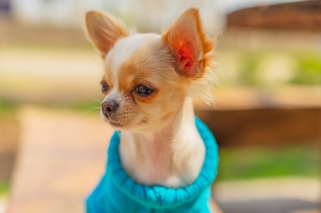 Chiot Chihuahua dans un pull bleu. Portrait de chien blanc dans le parc du printemps. Chihuahua blanc.