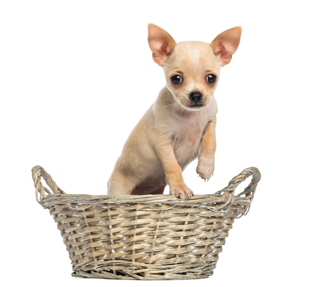 Chiot Chihuahua debout dans un panier en osier en regardant la caméra isolé sur blanc