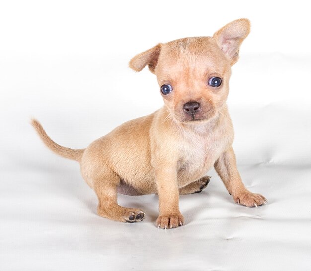 Chiot Chihuahua devant un fond blanc