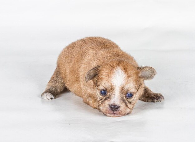 Chiot Chihuahua devant un fond blanc