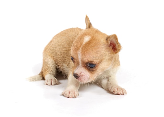 Chiot Chihuahua drôle pose