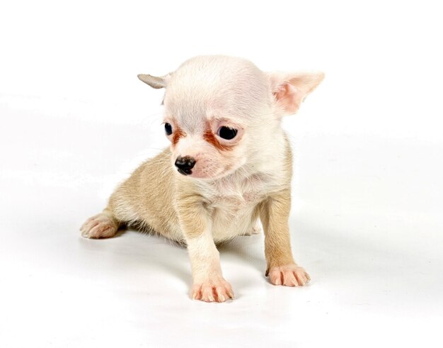 Chiot Chihuahua drôle pose