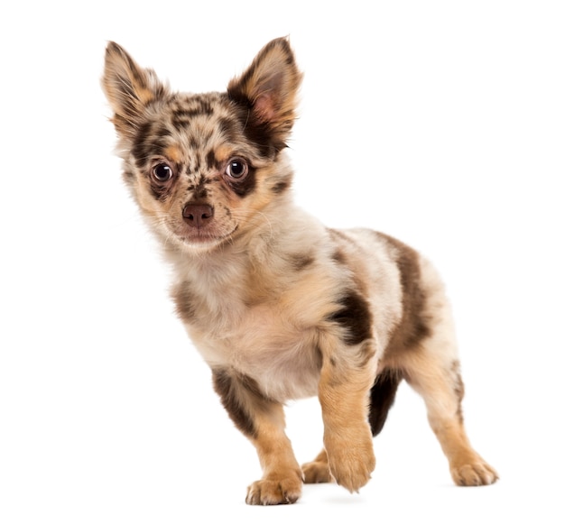 Chiot chihuahua à l'écart