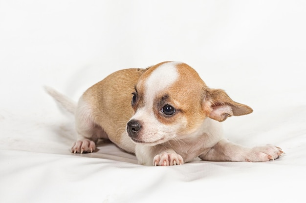 Chiot Chihuahua sur fond blanc