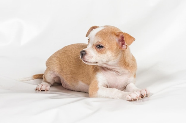 Chiot Chihuahua sur fond blanc