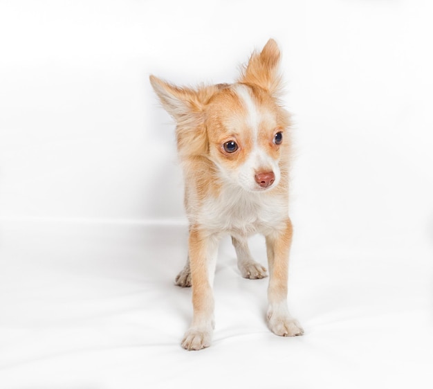 Chiot Chihuahua sur fond blanc