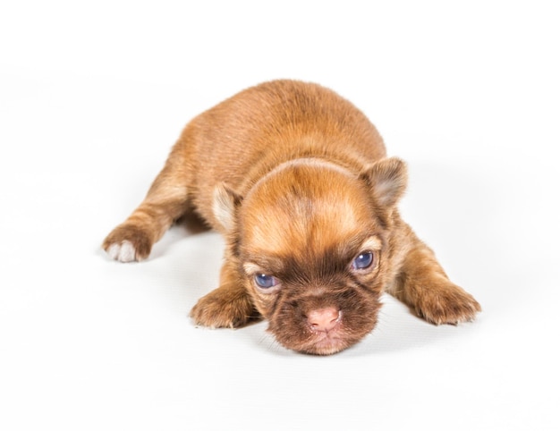 Chiot Chihuahua sur fond blanc