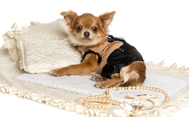 Chiot Chihuahua habillé allongé sur un tapis isolé sur blanc