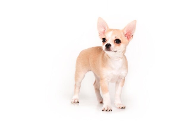 Chiot Chihuahua isolé sur fond blanc