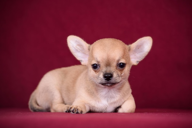 Chiot chihuahua mignon sur fond bordeaux