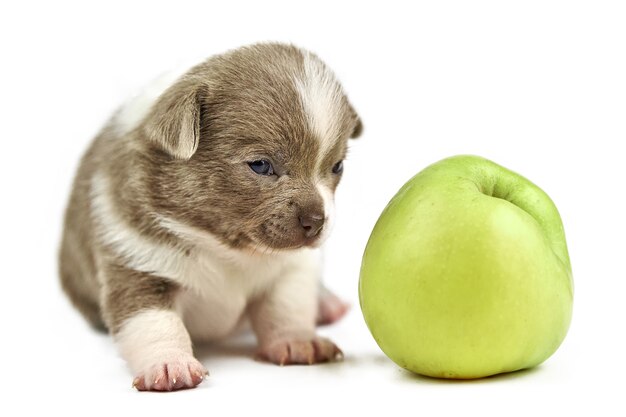 Chiot chihuahua avec pomme verte