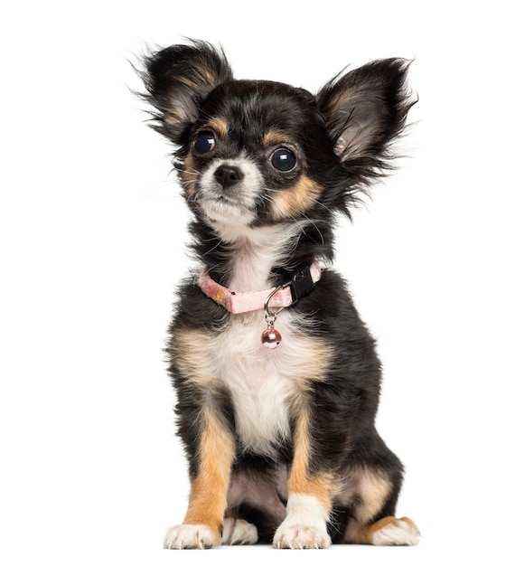 Chiot Chihuahua portant un collier fantaisie isolé sur blanc