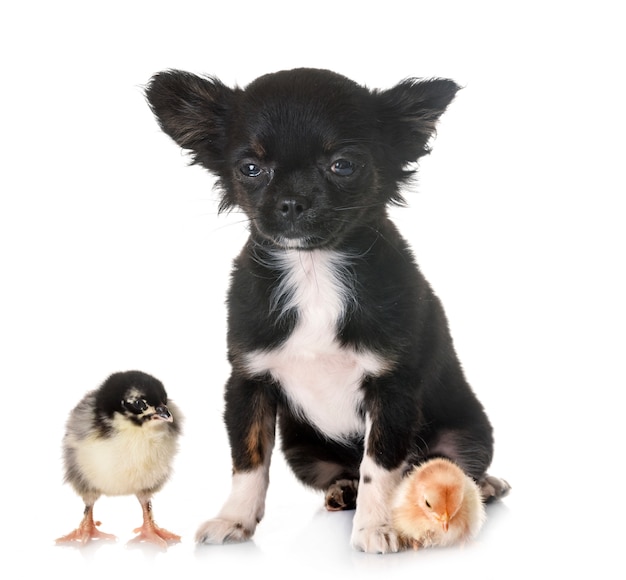 chiot chihuahua et poussin