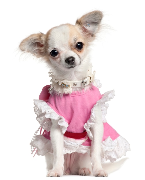 Chiot Chihuahua en robe rose, 6 mois