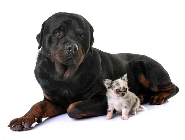 chiot chihuahua et rottweiler