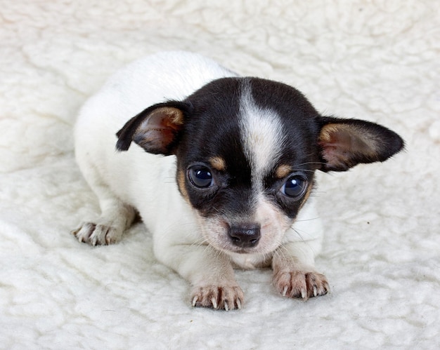 Chiot chihuahua en studio