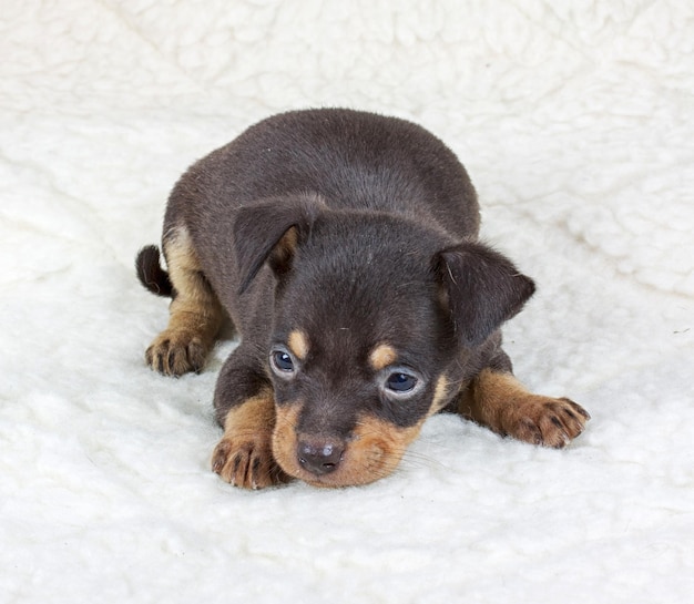 Chiot chihuahua en studio