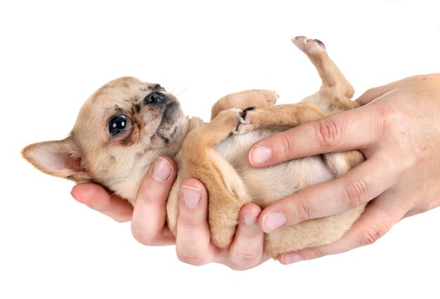 chiot chihuahua en studio